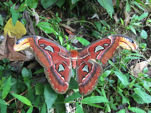 Atlas moth