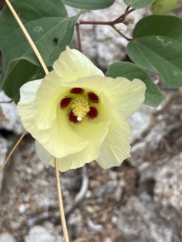 Image of Gossypium davidsonii by no rights reserved
