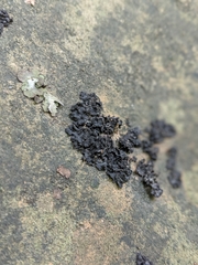 Lathagrium fuscovirens