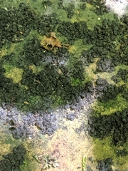 Lathagrium fuscovirens