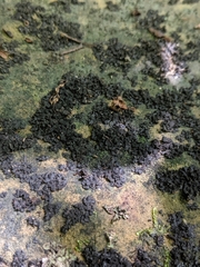 Lathagrium fuscovirens