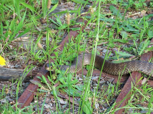 Eastern Brown Snake sighting
