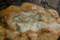 Caulerpa brownii