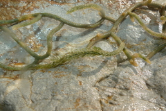 Caulerpa brownii