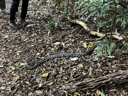 Coastal Carpet Python sighting
