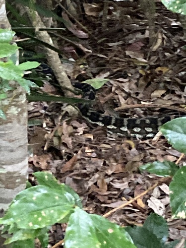 Coastal Carpet Python sighting
