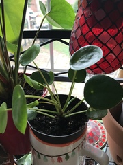 Pilea peperomioides