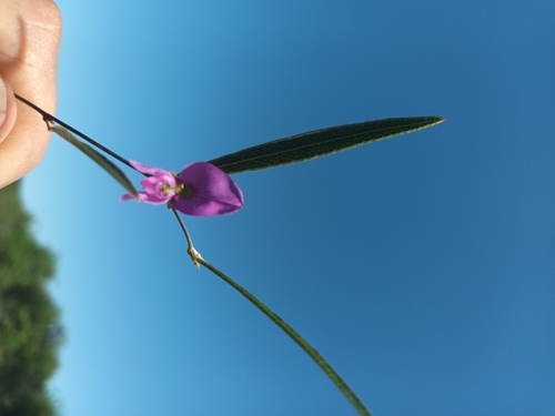 Image of Nanogalactia heterophylla by (c) Ivan Grela, some rights reserved (CC BY)