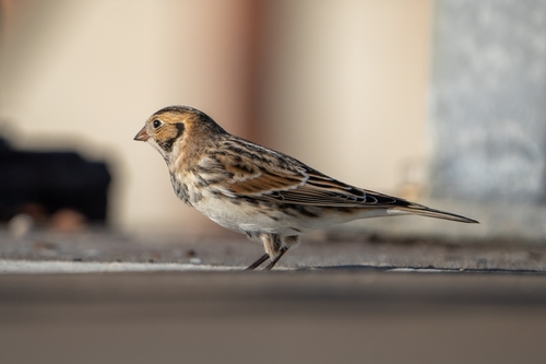 Escribano lapón (Calcarius lapponicus)