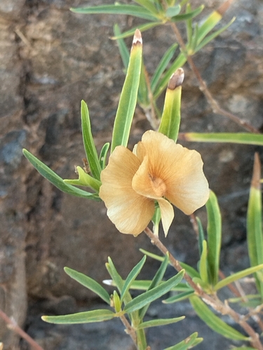 Image of Callaeum macropterum by no rights reserved
