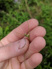Scleria pauciflora