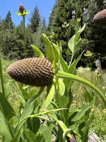 Image of Rudbeckia occidentalis by no rights reserved