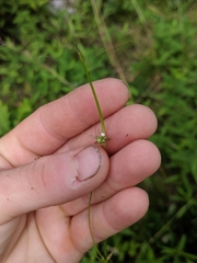Scleria pauciflora
