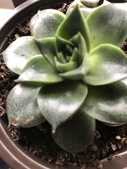 Echeveria purpusorum