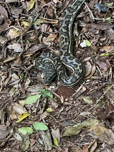 Coastal Carpet Python sighting