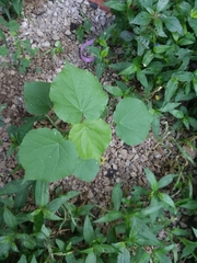 Abutilon theophrasti
