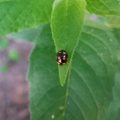 Brachiacantha ursina