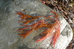 Champia chathamensis