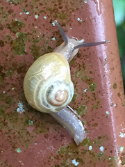 Helicarionidae