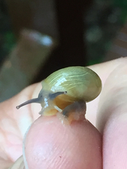 Helicarionidae
