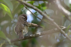 Vireo leucophrys