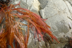 Champia chathamensis