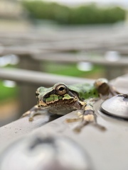 Hyla japonica