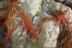 Champia chathamensis