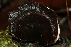 Postia pelliculosa