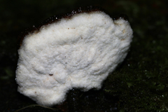 Postia pelliculosa