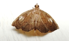 Perispasta caeculalis