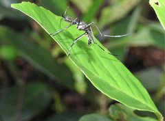 Toxorhynchites splendens