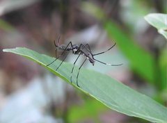Toxorhynchites splendens