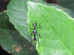 Toxorhynchites splendens
