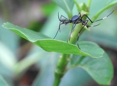 Toxorhynchites splendens