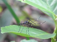Toxorhynchites splendens