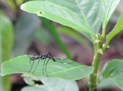 Toxorhynchites splendens