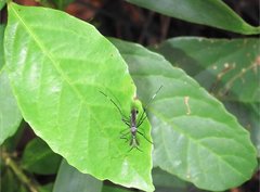 Toxorhynchites splendens