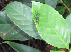 Toxorhynchites splendens