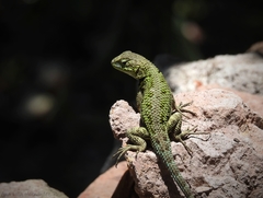Sceloporus formosus