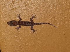 Phyllodactylus tuberculosus