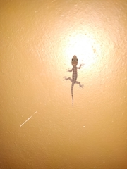 Phyllodactylus tuberculosus