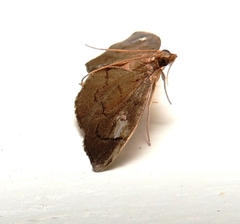 Perispasta caeculalis