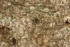 Neotama mexicana