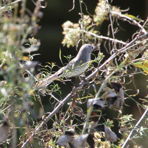 iNaturalist observation photo of Blue-gray Gnatcatcher