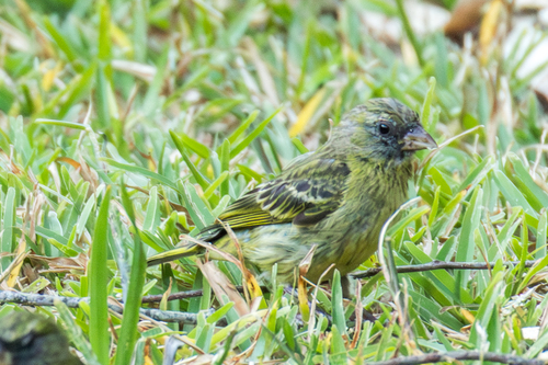 Southern Citril (Crithagra hyposticta), photo 8