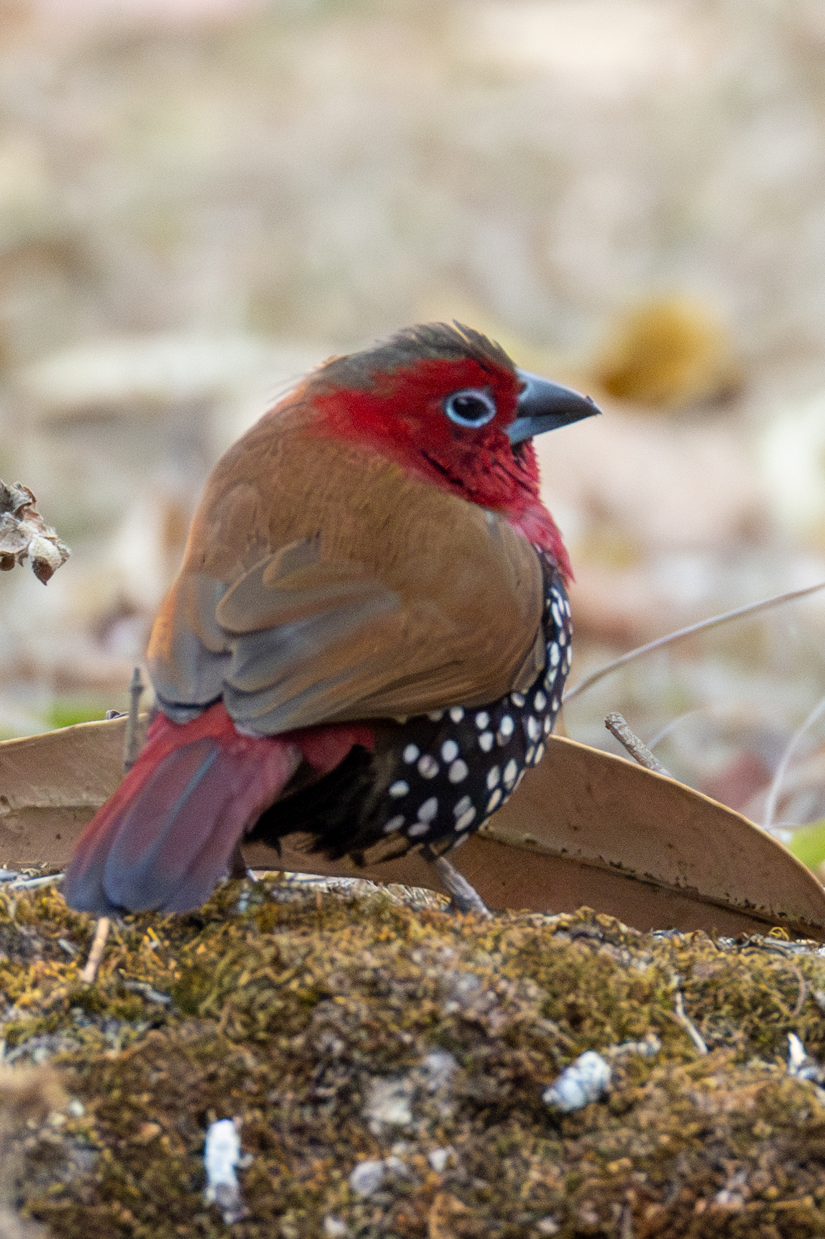 Red-throated Twinspot illustration