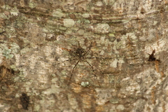Neotama mexicana