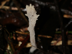 Clavulina tasmanica