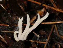 Clavulina tasmanica